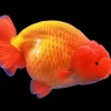 Red Lionhead Goldfish (Carassius auratus) 2" for Sale Canada | Premium Fancy Goldfish