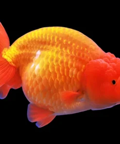 Red Lionhead Goldfish (Carassius auratus) 2" for Sale Canada | Premium Fancy Goldfish