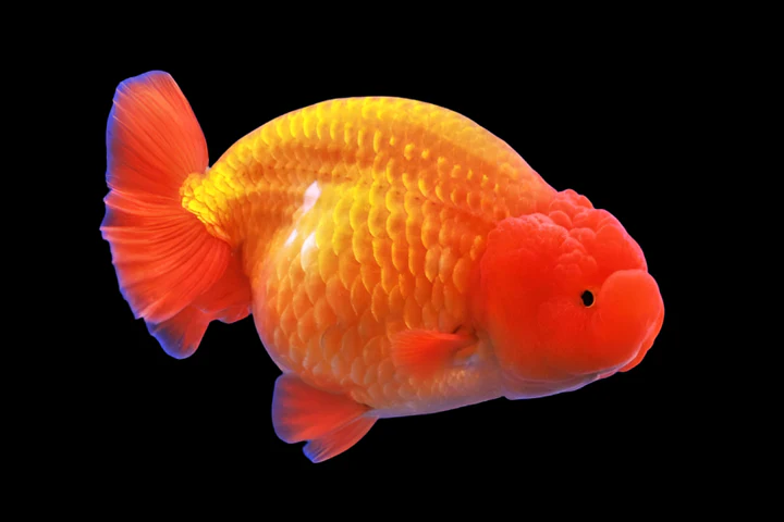 Red Lionhead Goldfish (Carassius auratus) 2" for Sale Canada | Premium Fancy Goldfish