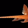 Red Lizard Catfish (Rineloricaria sp.) for Sale Canada | Rare Whiptail Catfish