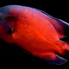 Red Oscar 2" (Astronotus ocellatus) for Sale in Canada