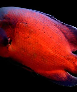 Red Oscar 2" (Astronotus ocellatus) for Sale in Canada