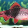 Red Panda Melon Barb (Haludaria fasciata) for Sale Canada | 1.5" Barb