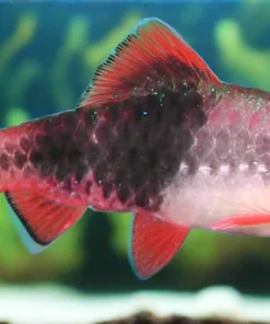 Red Panda Melon Barb (Haludaria fasciata) for Sale Canada | 1.5" Barb