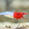 Red Rili Shrimp (Neocaridina davidi var.) for Sale Canada | Premium Aquarium Shrimp