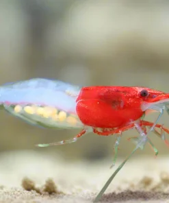 Red Rili Shrimp (Neocaridina davidi var.) for Sale Canada | Premium Aquarium Shrimp