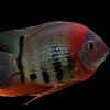 Red Shoulder Severum (Heros rotkeil) for Sale in Canada