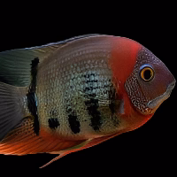 Red Shoulder Severum (Heros rotkeil) for Sale in Canada