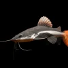 Redtail Catfish 2 Inch for Sale in Canada | Buy Phractocephalus hemioliopterus