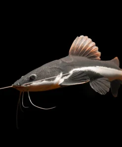 Redtail Catfish 2 Inch for Sale in Canada | Buy Phractocephalus hemioliopterus