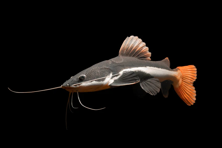 Red Tail Catfish 2" for Sale in Canada | Monster Aquarium Canada