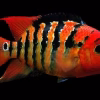 Red Terror (Amphilophus festae) for Sale in Canada