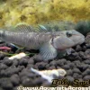 Rhino Goby (Rhinogobius candidianus) for Sale Canada | Rare Freshwater Goby