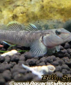 Rhino Goby (Rhinogobius candidianus) for Sale Canada | Rare Freshwater Goby