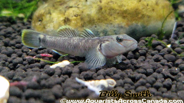 Rhino Goby (Rhinogobius candidianus) for Sale Canada | Rare Freshwater Goby