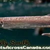 Rocket Gar (Ctenolucius hujeta) 3 Inch for Sale Canada | Hujeta Gar Characin