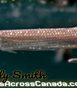 Rocket Gar (Ctenolucius hujeta) 3 Inch for Sale Canada | Hujeta Gar Characin