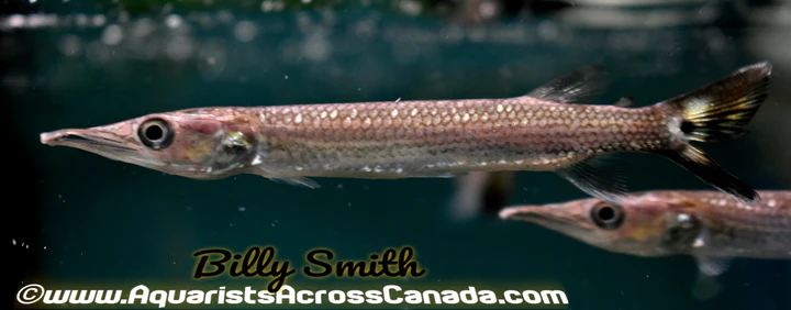 Rocket Gar (Ctenolucius hujeta) 3 Inch for Sale Canada | Hujeta Gar Characin