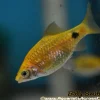 Rosy Barb (Pethia conchonius) For Sale Canada | Hardy Community Fish