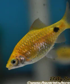 Rosy Barb (Pethia conchonius) For Sale Canada | Hardy Community Fish