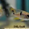 Royal Acara (Aequidens diadema "Rio Itaya") for Sale Canada | Rare South American Cichlid