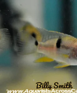 Royal Acara (Aequidens diadema "Rio Itaya") for Sale Canada | Rare South American Cichlid