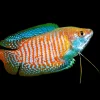 Royal Turquoise Gourami (Trichogaster lalius) for Sale Canada | Premium Dwarf Gourami