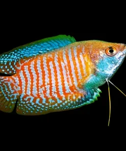 Royal Turquoise Gourami (Trichogaster lalius) for Sale Canada | Premium Dwarf Gourami