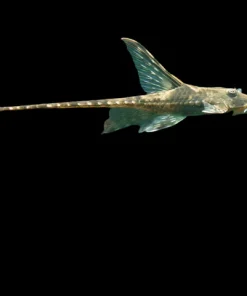 Royal Whiptail Catfish (Sturisoma panamense) for Sale Canada | Rare Whiptail Catfish