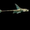 Royal Whiptail Catfish for Sale in Canada | Buy Sturisoma panamense