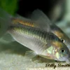 Rusty Corydoras (Corydoras rabauti) for Sale Canada | Premium Cory Catfish