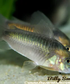 Rusty Corydoras (Corydoras rabauti) for Sale Canada | Premium Cory Catfish