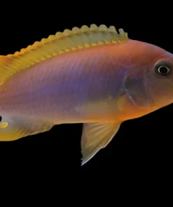 RUSTY MBUNA (Iodotropheus sprengerae)