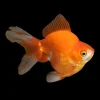 A Grade Assorted Longtail Ryukin Goldfish (Carassius auratus) 3.5–4" for Sale Canada | Premium Fancy Goldfish