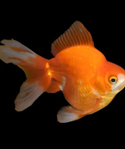 A Grade Assorted Longtail Ryukin Goldfish (Carassius auratus) 3.5–4" for Sale Canada | Premium Fancy Goldfish