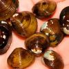 Rainbow Clam (Corbicula javanicus var.) for Sale Canada | Freshwater Aquarium Clam