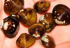 Rainbow Clam (Corbicula javanicus var.) for Sale Canada | Freshwater Aquarium Clam