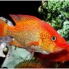 Red Bay Snook (Petenia splendida) for Sale Canada | Rare Predator Fish