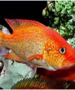 Red Bay Snook (Petenia splendida) for Sale Canada | Rare Predator Fish