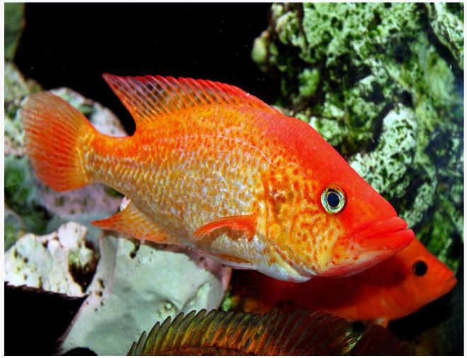 Red Bay Snook (Petenia splendida) for Sale Canada | Rare Predator Fish