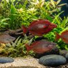 Red Irian Rainbow (Glossolepis incisus) for Sale Canada | Premium Rainbowfish