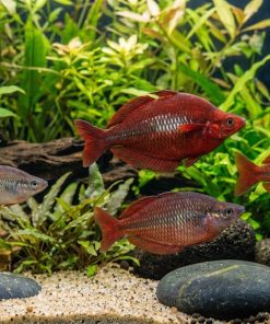 Red Irian Rainbow (Glossolepis incisus) for Sale Canada | Premium Rainbowfish