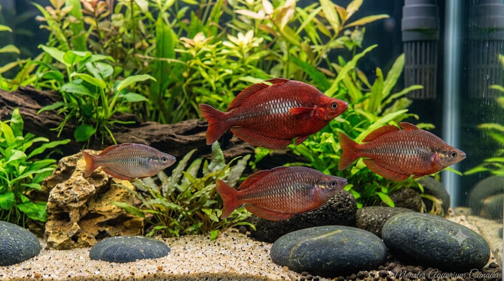 Red Irian Rainbow (Glossolepis incisus) for Sale Canada | Premium Rainbowfish