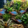 Red and Blue Colombian Tetra (Hyphessobrycon columbianus) For Sale Canada | Vibrant Schooling Fish