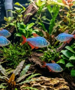 Red and Blue Colombian Tetra (Hyphessobrycon columbianus) For Sale Canada | Vibrant Schooling Fish