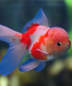 Sakura Oranda Goldfish (Carassius auratus) 2" for Sale Canada | Premium Fancy Goldfish