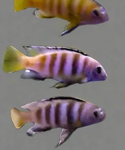 SAULOSI (Chindongo Saulosi)