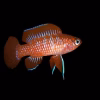 Scarlet Badis for Sale in Canada | Buy Dario dario