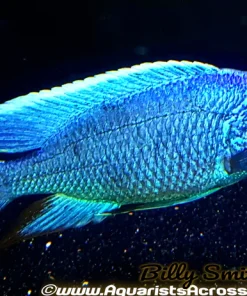 SCIAENOCHROMIS FRYERI *electric blue* (HOUSEBRED, DOMESTIC) 3.5-4" MALE