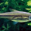 SCISSORTAIL RASBORA (Rasbora trilineata)